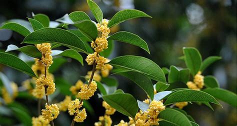 桂花樹 風水|桂花树的象征与风水学（桂花树的寓意与风水布局的要点）